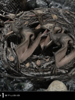 Studio Prime 1 Jurassic Park III Legacy Museum Collection Statue 1/6 Pteranodon Bonus Version 68 cm Resina