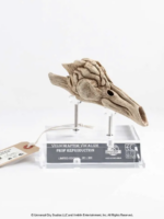 Elite Creature Collectibles Jurassic Park 3 Velociraptor Resonating Chamber Prop Replica